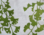 Gingko Leaves